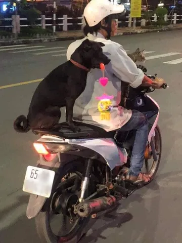 Ảnh Chó Đi Mua Trà Sữa: Tổng Hợp Khoảnh Khắc Đáng Yêu & Hài Hước
