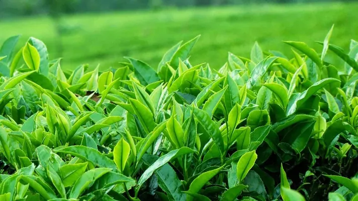 Hướng Dẫn Chi Tiết Cách Làm Trà Sữa Từ Trà Thái Nguyên Thơm Ngon Tại Nhà