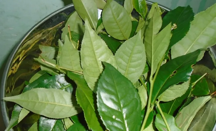 Cách Làm Trà Sữa Từ Bột Trà Xanh Thơm Ngon Chuẩn Vị Tại Nhà
