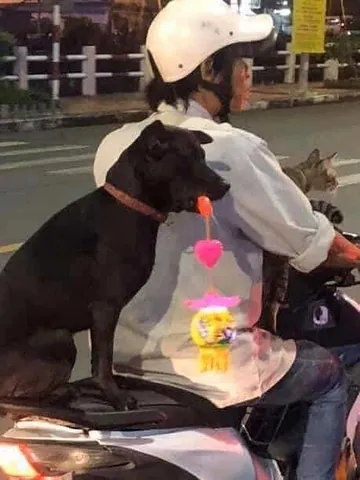 Chó Cưng Đi Mua Trà Sữa: Xu Hướng Đáng Yêu Hay Câu Chuyện Hài Hước? Chó Cưng Đi Mua Trà Sữa: Xu Hướng Đáng Yêu Hay Câu Chuyện Hài Hước?