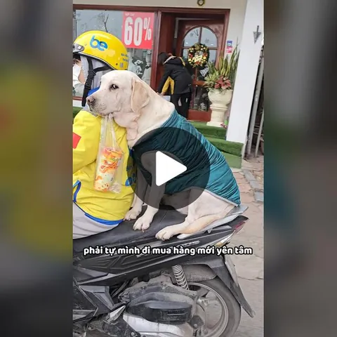 Chó Cưng "sốt Xình Xịch" Đi Mua Trà Sữa: Sự Thật Đằng Sau Những Video Viral Chó Cưng "sốt Xình Xịch" Đi Mua Trà Sữa: Sự Thật Đằng Sau Những Video Viral