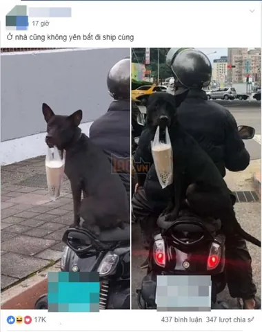 Chú Chó "ship Trà Sữa" Gây Sốt: Clip Hài Hước & Sự Thật Đằng Sau