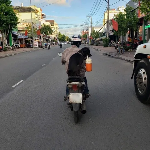 Ảnh Chó Đi Cùng Chủ Mua Trà Sữa: Xu Hướng Dễ Thương & Những Điều Thú Vị Ảnh Chó Đi Cùng Chủ Mua Trà Sữa: Xu Hướng Dễ Thương & Những Điều Thú Vị