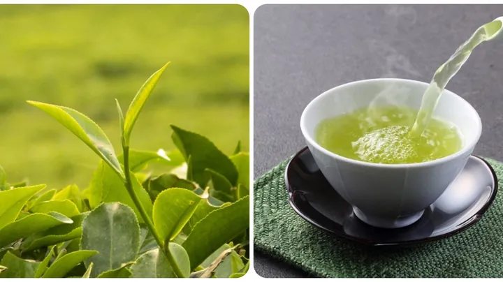 Say Trà Sữa Phải Làm Sao? Triệu Chứng Và Cách Xử Lý Nhanh Chóng