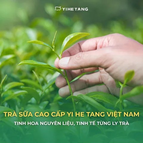 Trà Sữa Cao Cấp: Top Thương Hiệu, Quán Ngon & Bí Quyết Lựa Chọn
